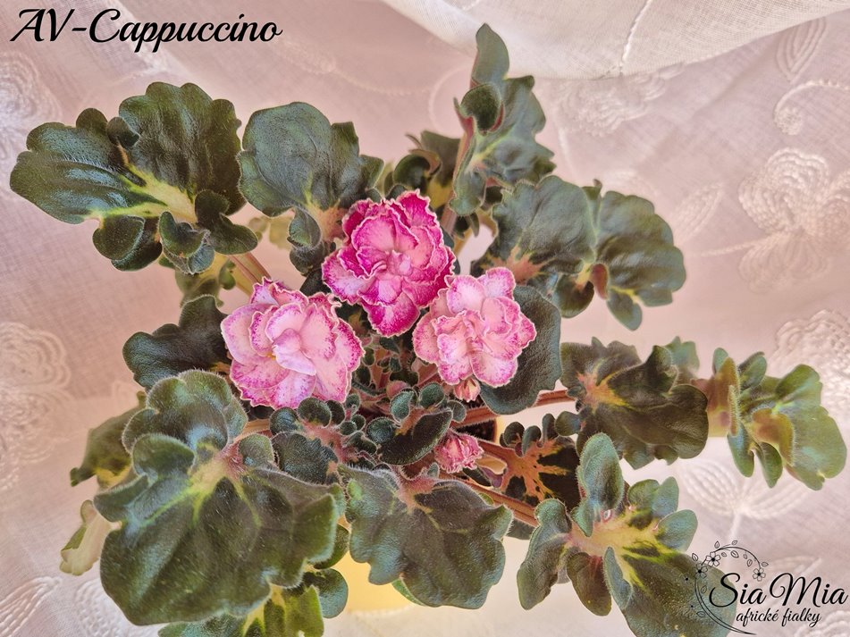 Africká fialka AV-Cappuccino