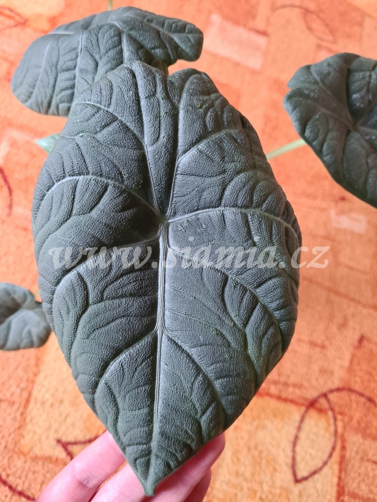 Alocasia