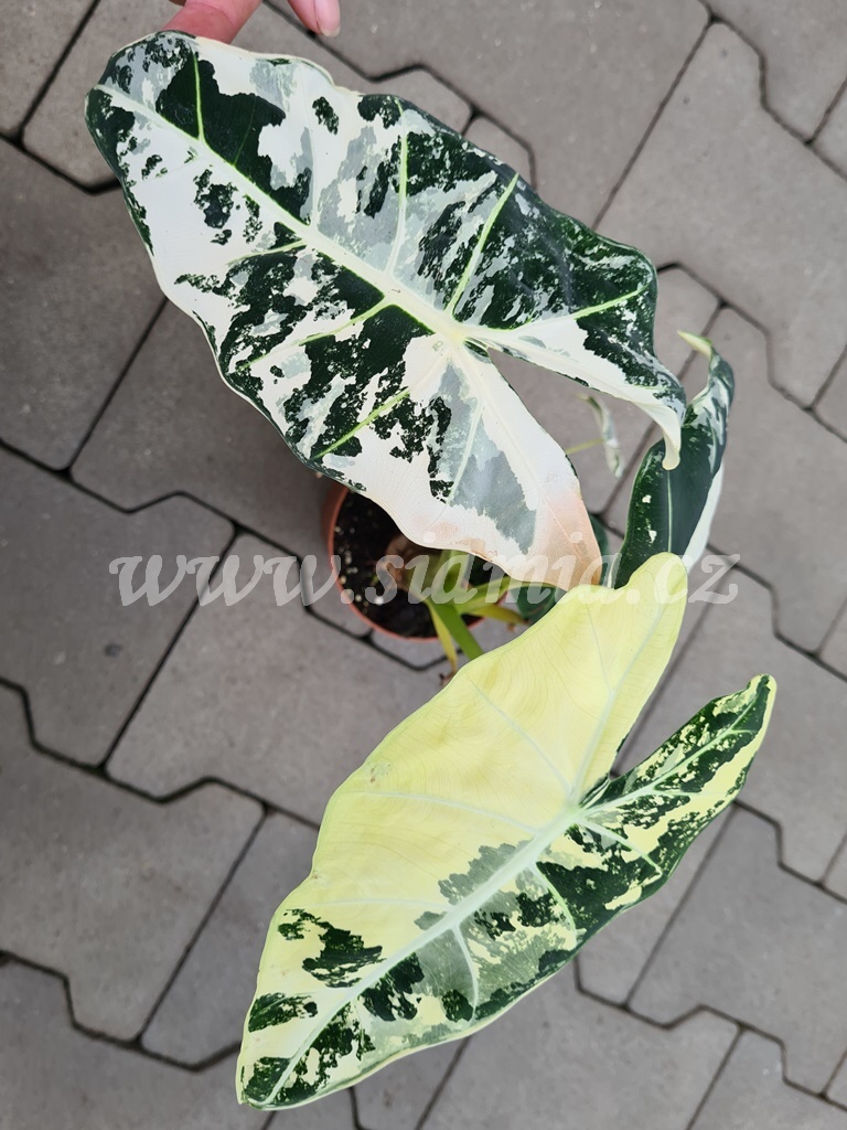 Alocasia Frydek Variegata