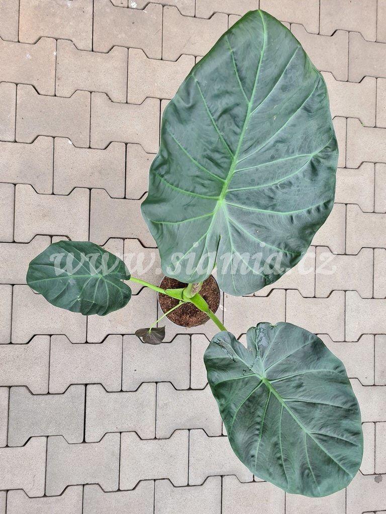 Alocasia Regal Shield