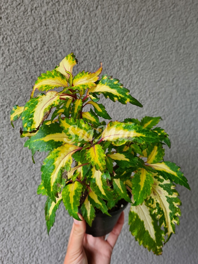 Coleus Bird of Paradise