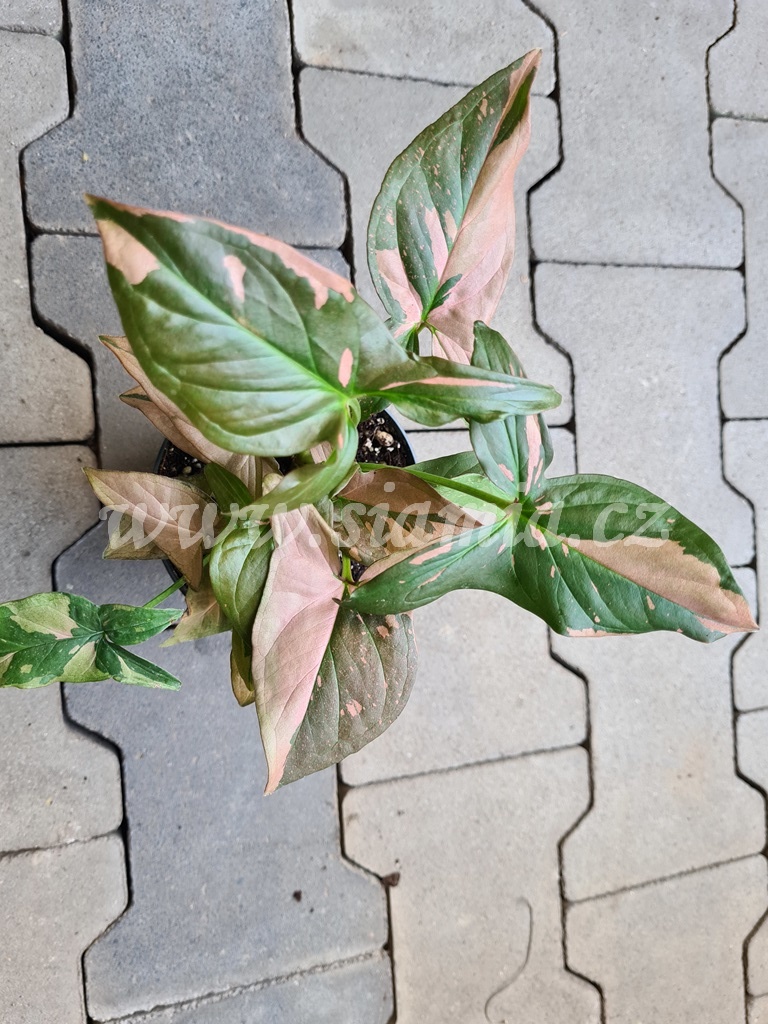 Syngonium