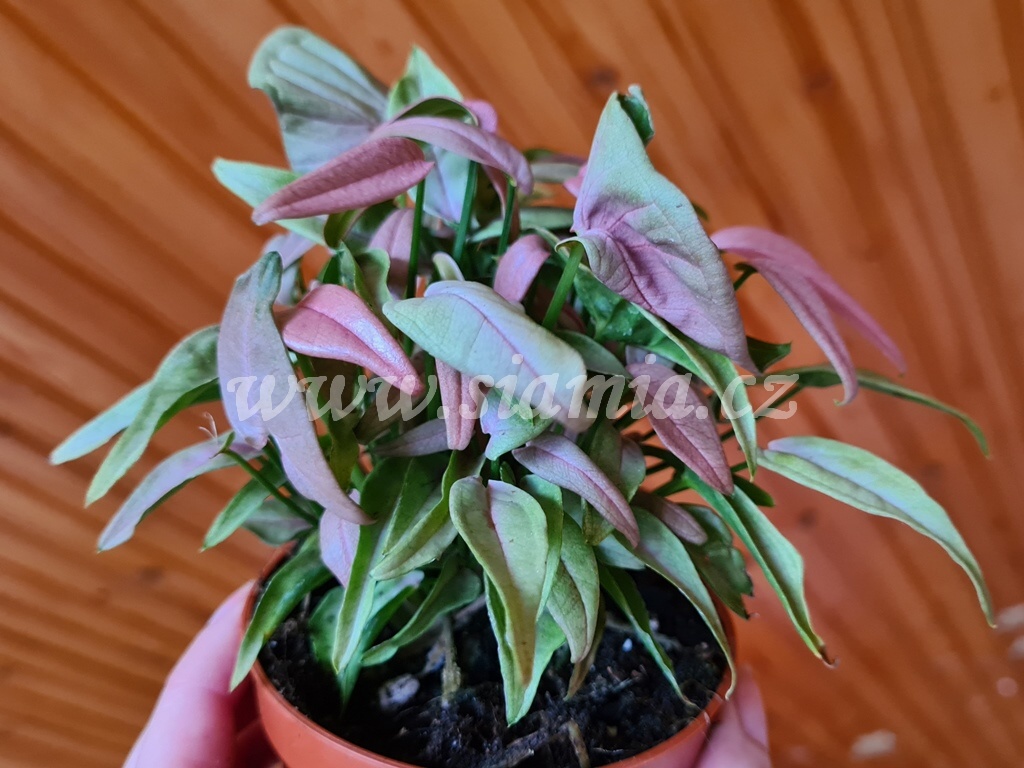 Syngonium